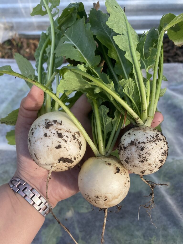 Image of freshly picked Hakurei turnips.