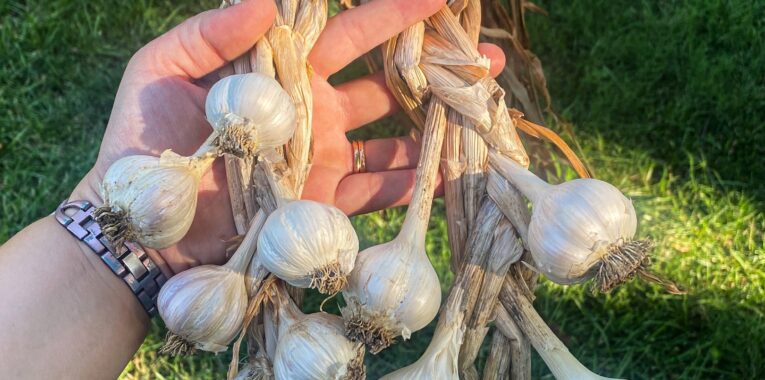 Image of braided garlic.