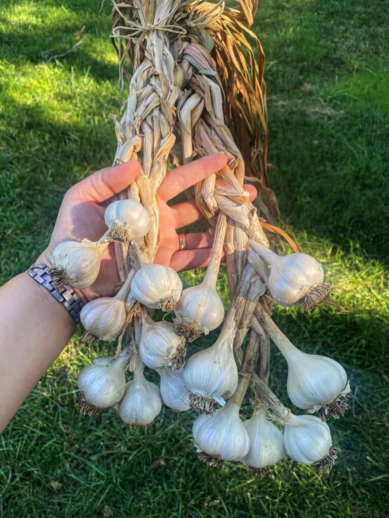 Image of braided garlic.