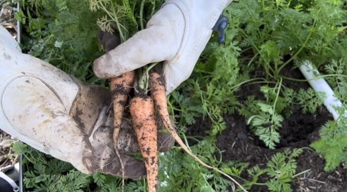 Image of person with garden gloves on holding 3 orange carrots.