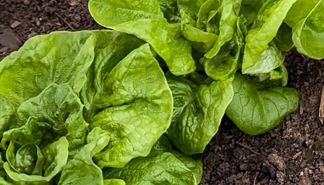 Image of lettuce in garden bed.