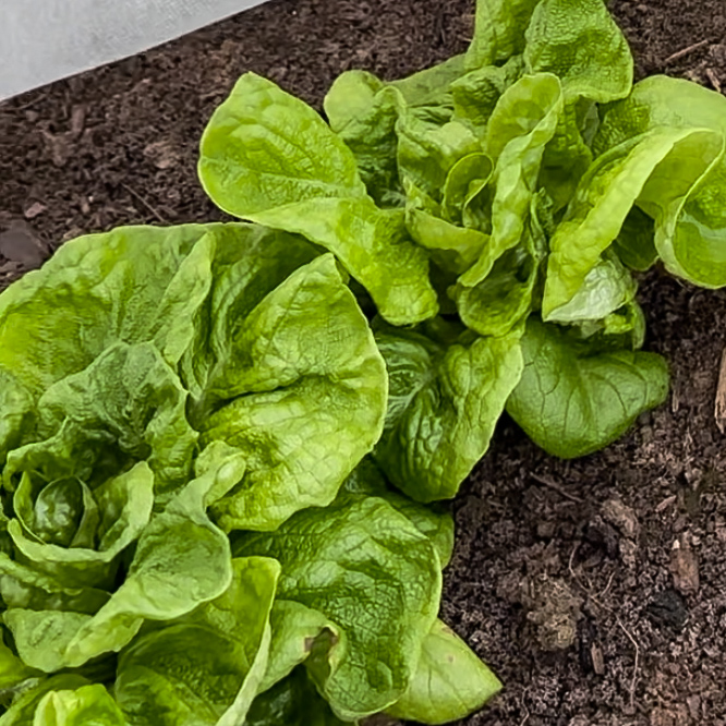 Image of lettuce in garden bed.