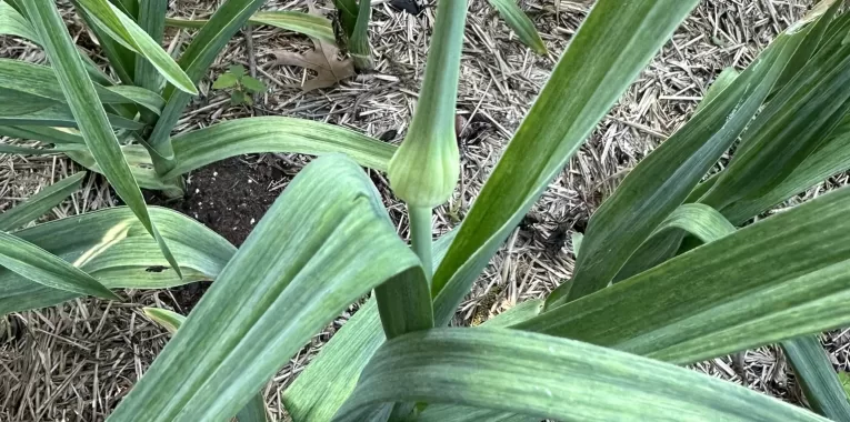 Image of garlic plant with a garlic scape.