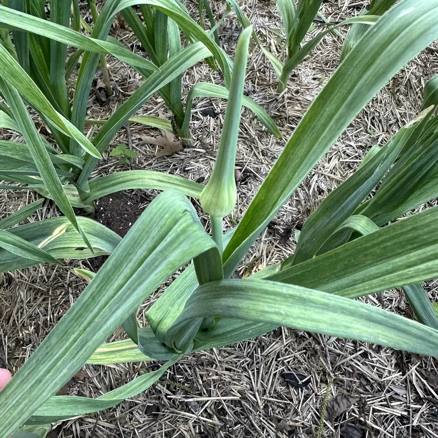 Image of garlic plant with a garlic scape.